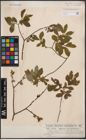 Foto von Salix cinerea L. x Salix nigricans Sm.